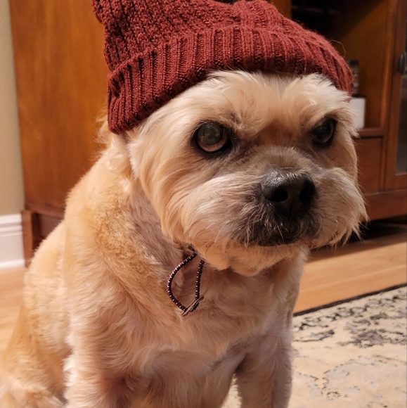 Burgundy Doggo Knit Beanie Hat L/XL